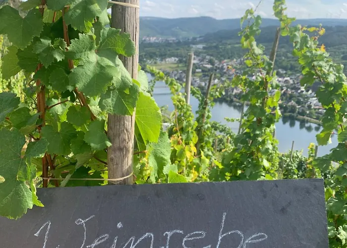 Weinrebe