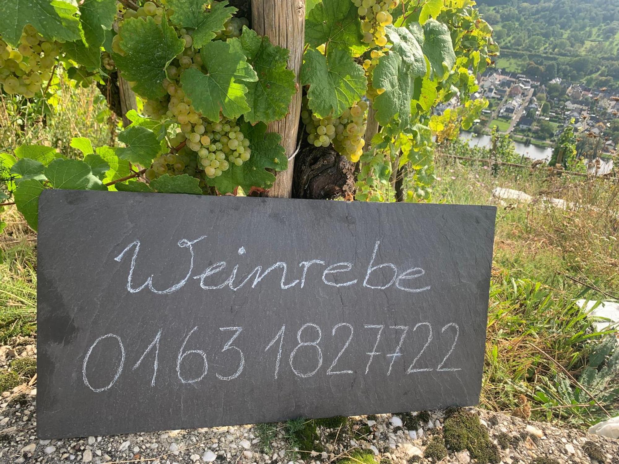 Weinrebe Bernkastel-Kues