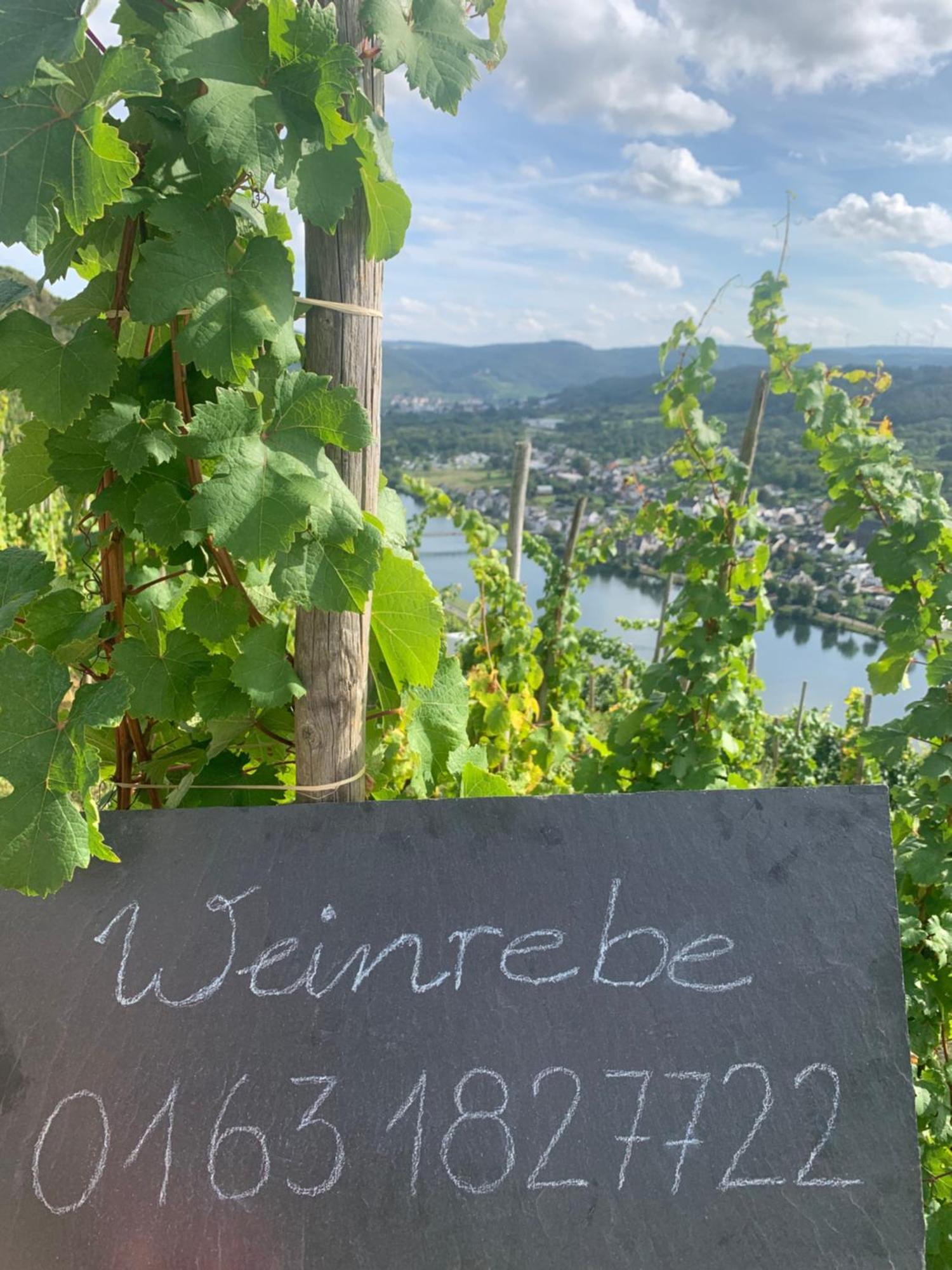 Apartment Weinrebe Bernkastel-Kues